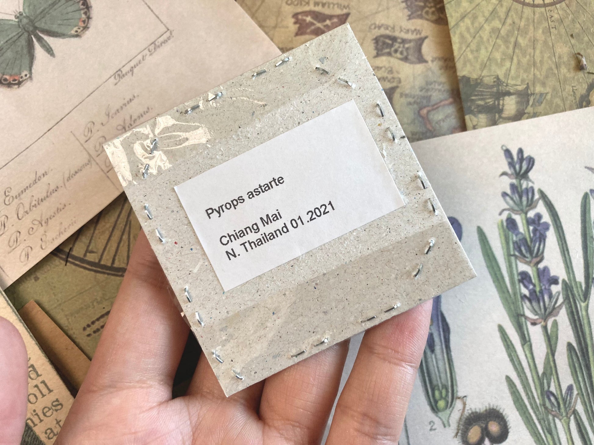 Pyrops astarte (White), Unmounted, real lanternfly, entomology, insect specimen, oddity and curiosity, real winged insect