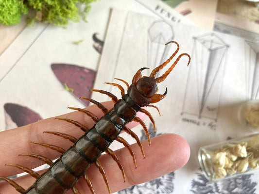 Scolopendra morsitans, Tanzanian blue ringleg, red-headed centipede, Real Centipede, Spread and Ready to Mount, Taxidermy, Curiosities