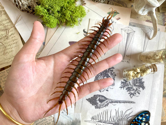 Scolopendra morsitans, Tanzanian blue ringleg, red-headed centipede, Real Centipede, Spread and Ready to Mount, Taxidermy, Curiosities