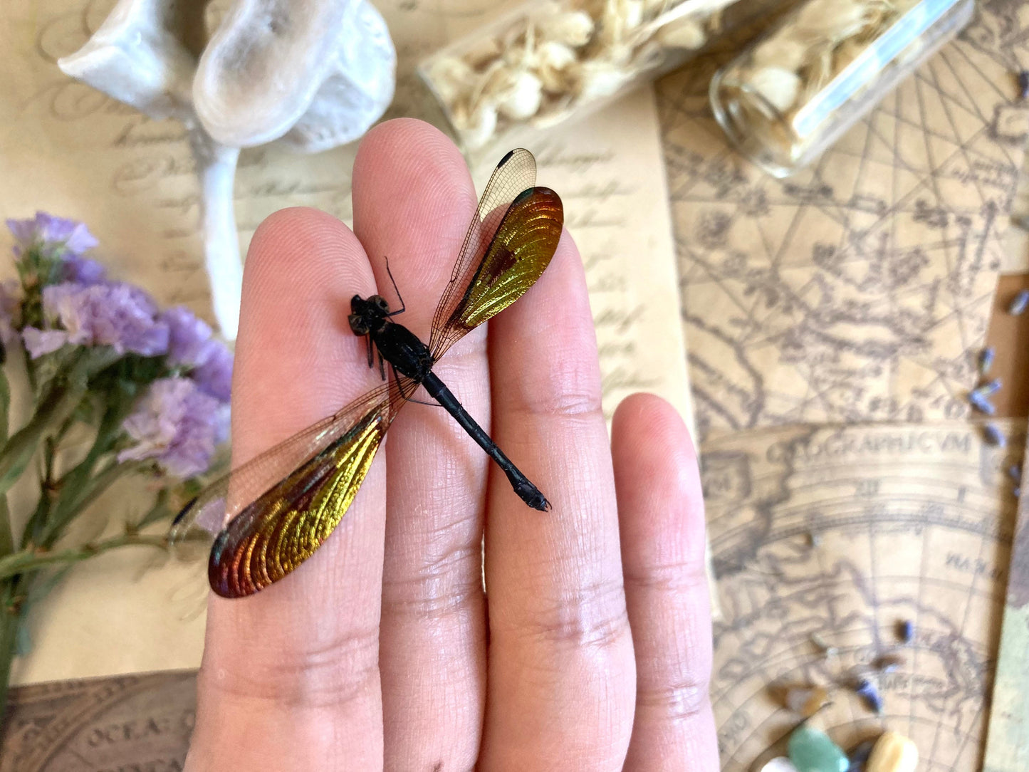 Real Dragonfly Rhinocypha anisoptera, MALE, Real Damselfly, Colorful Damselfly, Green and Gold Damselfly