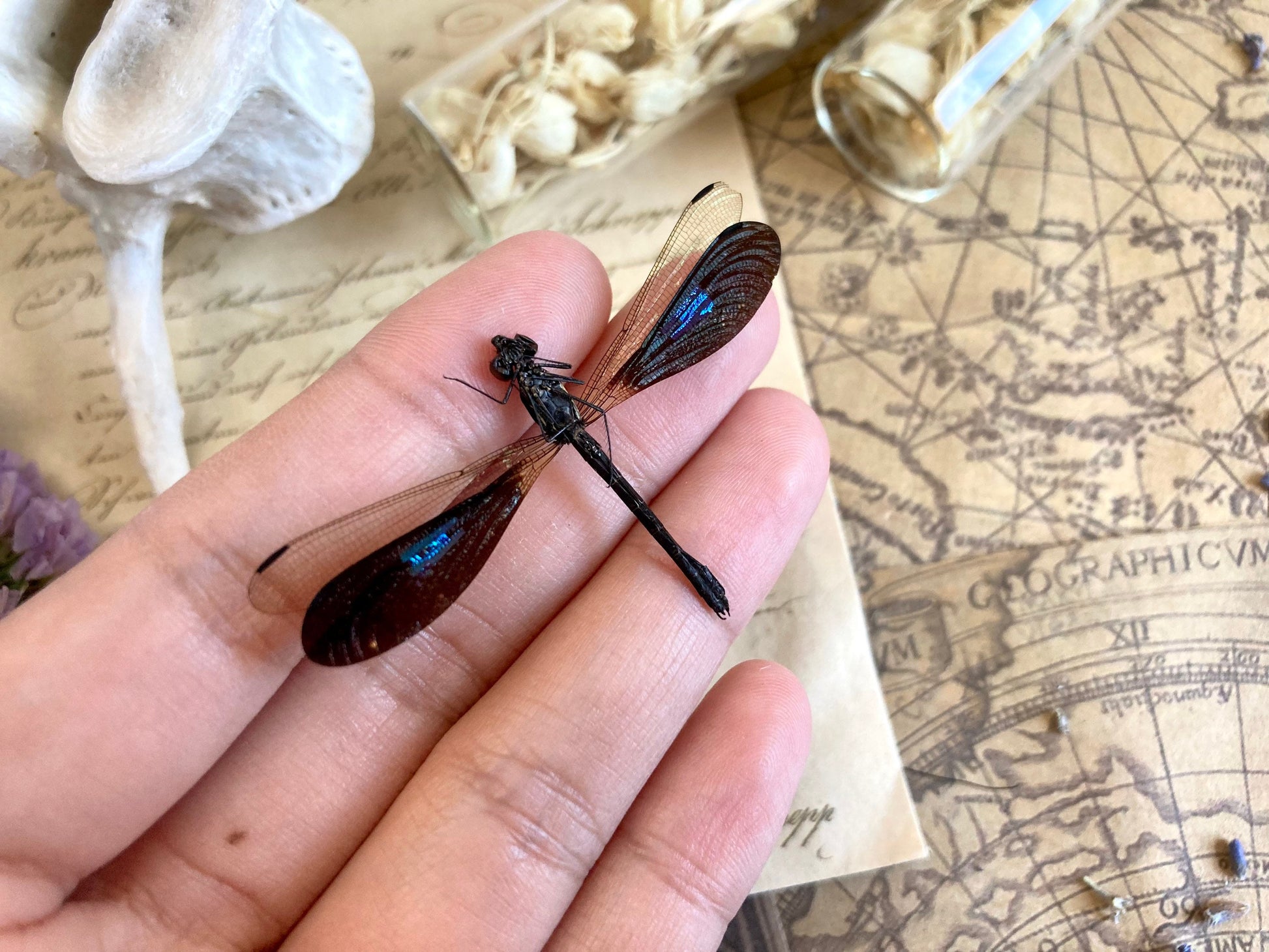 Real Dragonfly Rhinocypha anisoptera, MALE, Real Damselfly, Colorful Damselfly, Green and Gold Damselfly