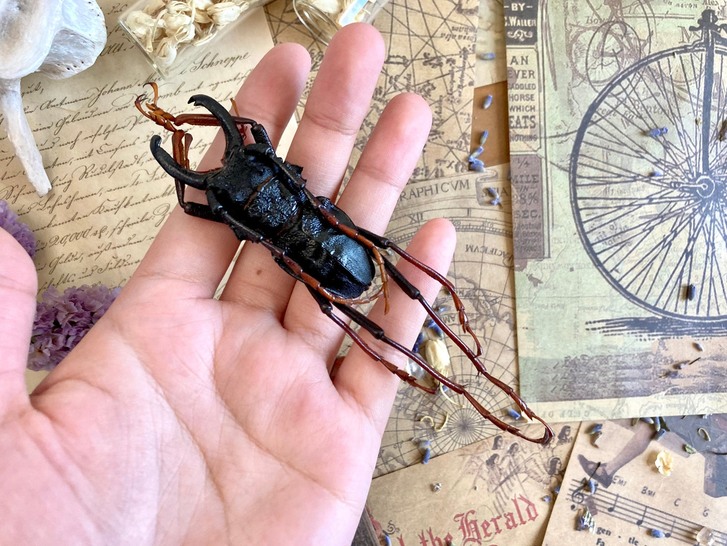 Prionocalus cacicus, Real longhorn beetle, 40+ mm, Real Beetle, Oddity, Entomology