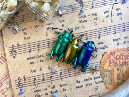 Trio of Frog Beetles, Sagra longicollis, Real beetles, Real Frog Beetles