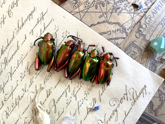 5-Pack Real Orange Red Frog Beetles, Sagra laticollis, Real beetles, Oddities, Entomology