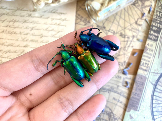 Trio of Frog Beetles, Sagra longicollis, Real beetles, Real Frog Beetles