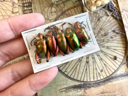 5-Pack Real Orange Red Frog Beetles, Sagra laticollis, Real beetles, Oddities, Entomology