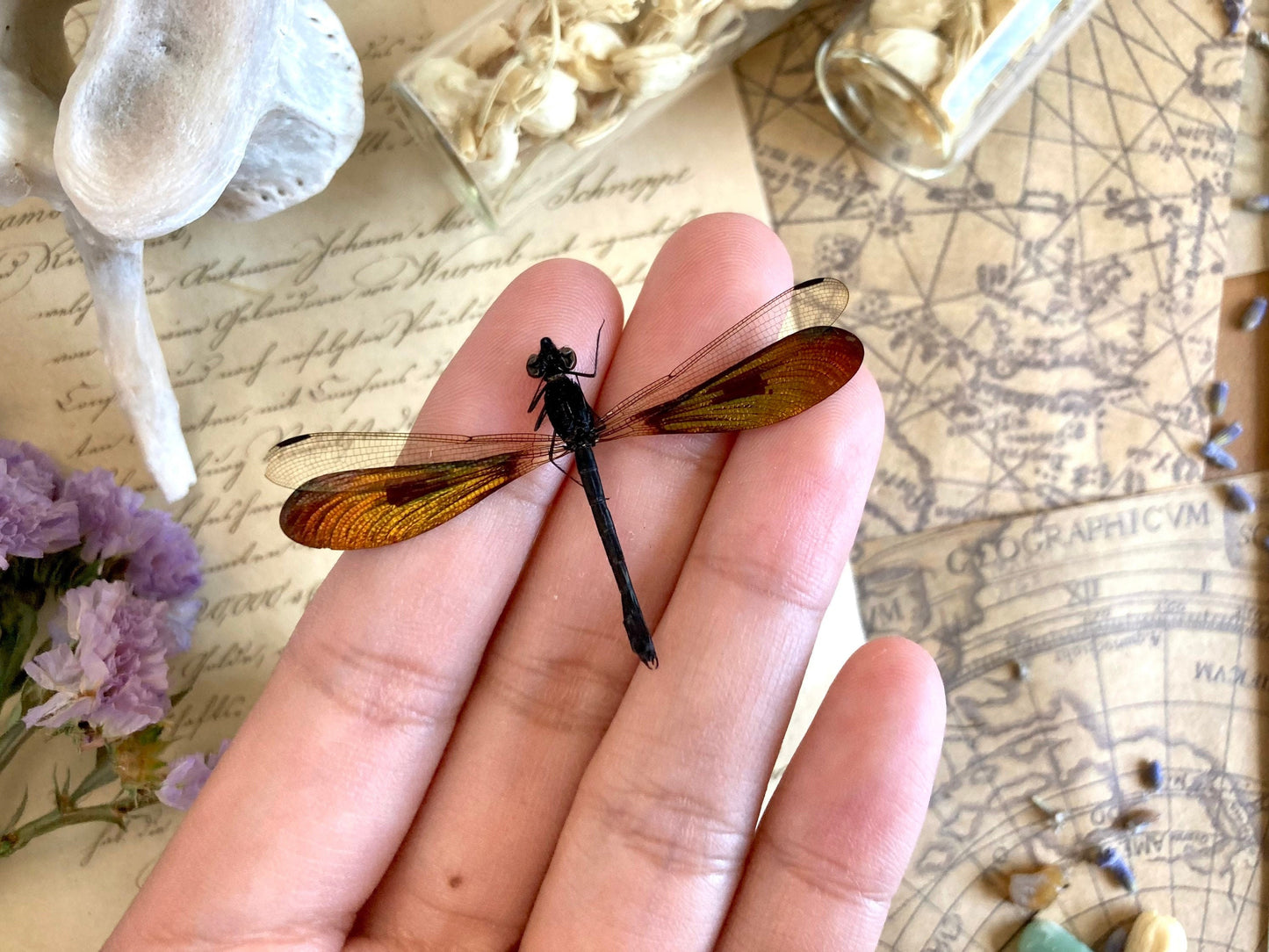 Real Dragonfly Rhinocypha anisoptera, MALE, Real Damselfly, Colorful Damselfly, Green and Gold Damselfly