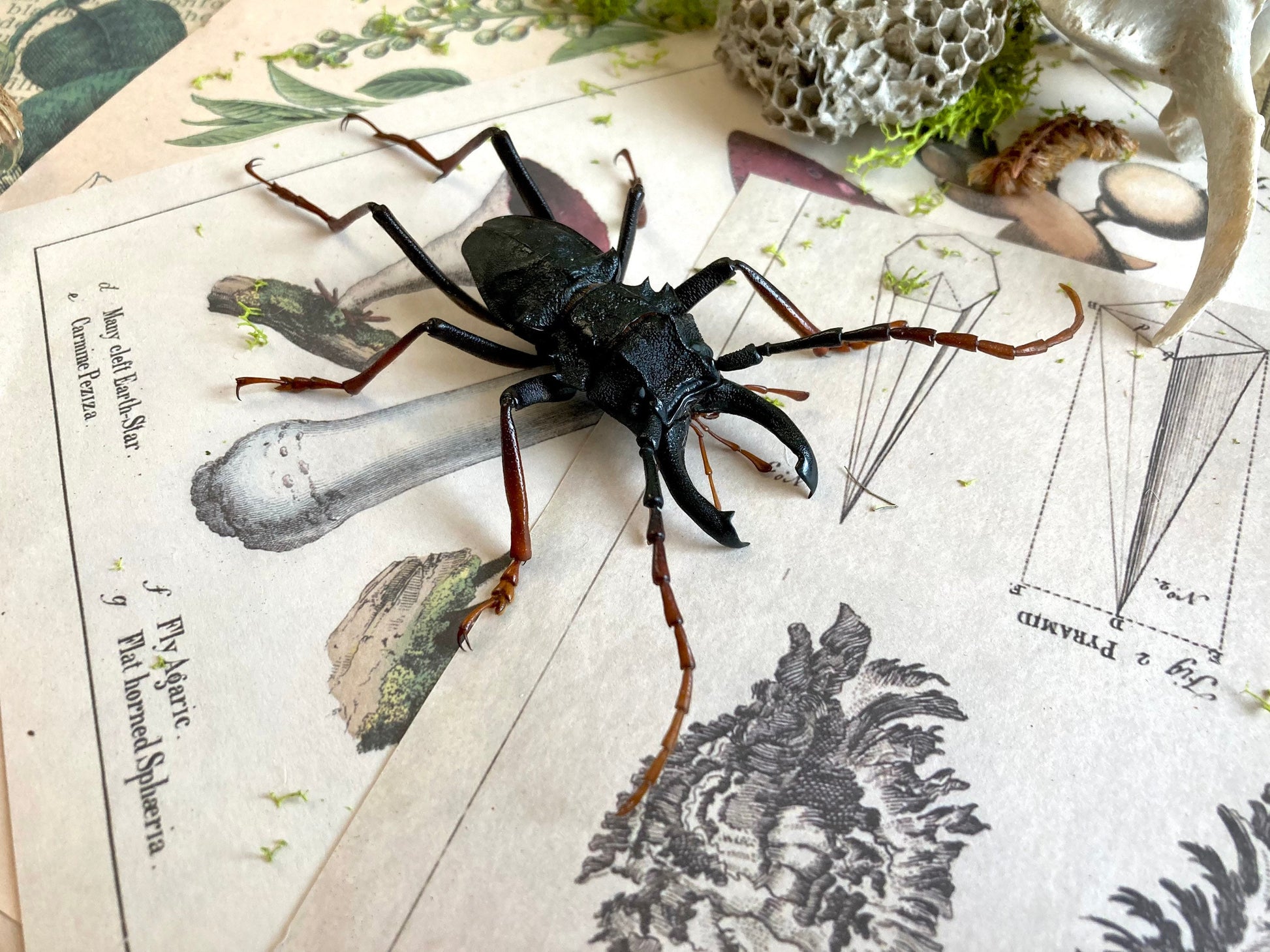 Prionocalus cacicus, Real longhorn beetle, 40+ mm, Real Beetle, Oddity, Entomology