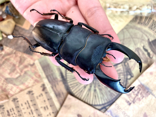 Dorcus titanus typhon, +70-75mm, Indonesia, Large beetle, Entomology, Giant Beetle