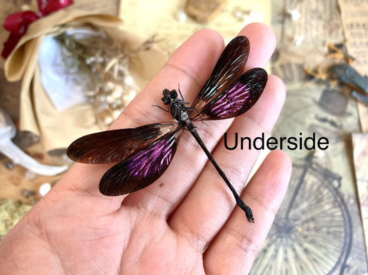 Euphaea variegata, Teal and Violet Glittering Damselfly, Real Dragonfly, spread and ready to mount