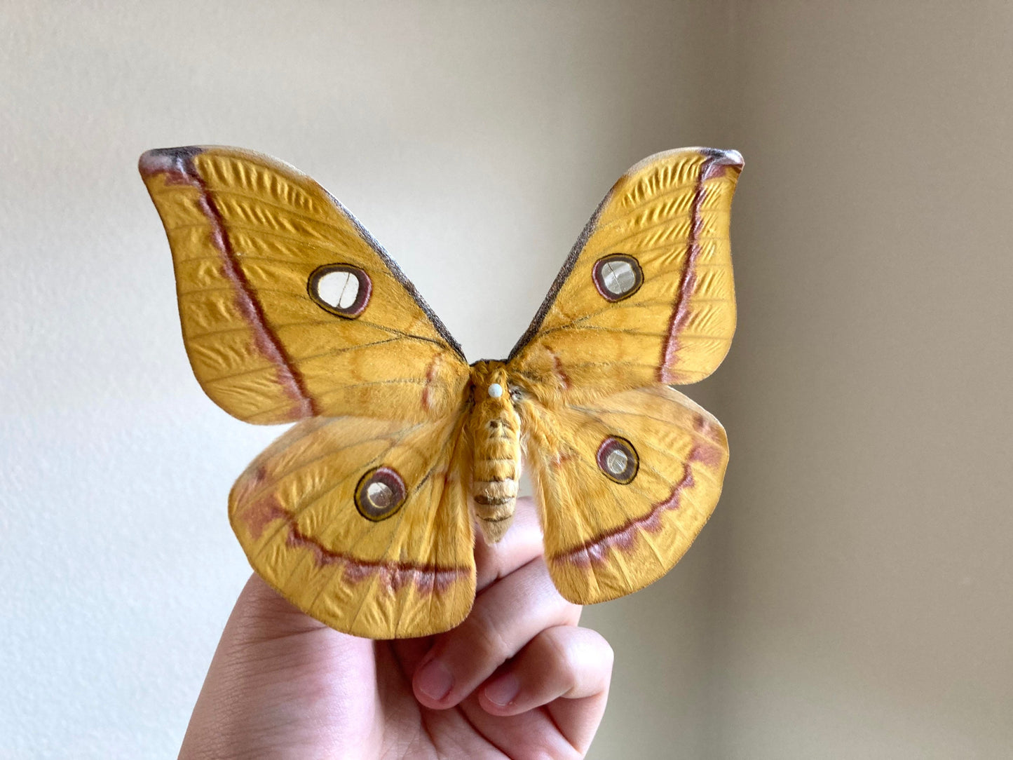 Real yellow Saturn moth - Antheraea jana - female (Yellow version) - ONE Real Moth - Entomology - Lepidoptera