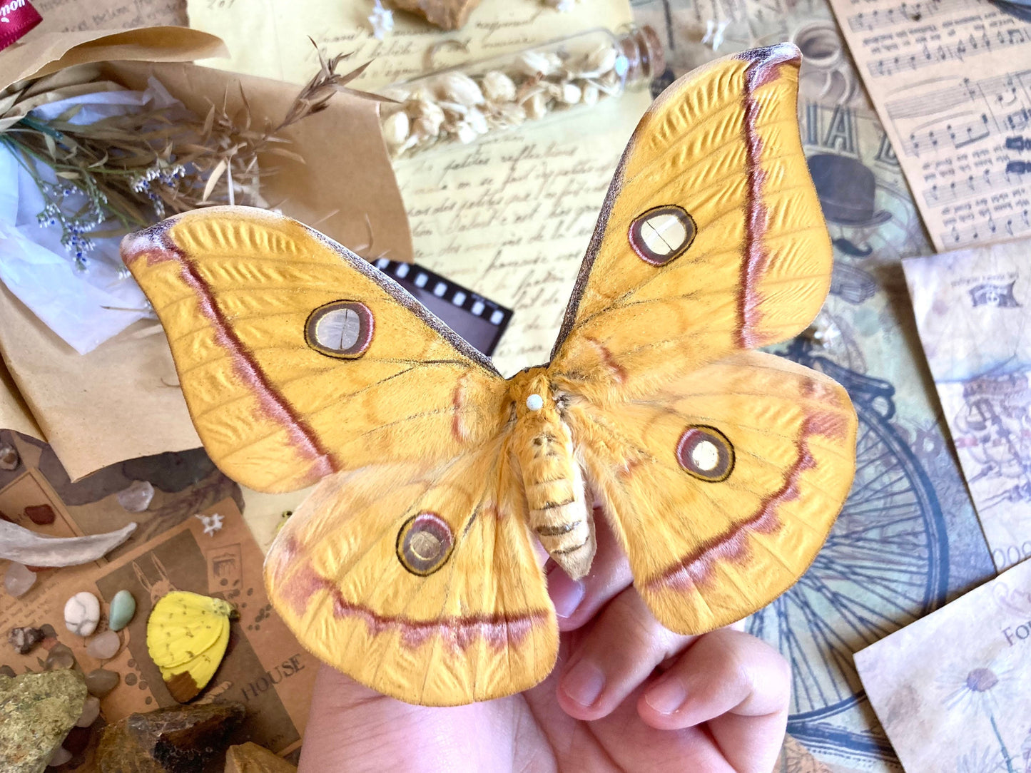 Real yellow Saturn moth - Antheraea jana - female (Yellow version) - ONE Real Moth - Entomology - Lepidoptera