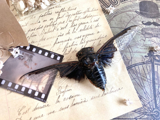 Cryptotympana aquila, Giant Batwing Cicada, Large Black Thai Cicada, Spread and Ready to Mount, Entomology