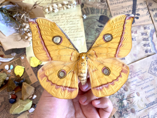 Real yellow Saturn moth - Antheraea jana - female (Yellow version) - ONE Real Moth - Entomology - Lepidoptera