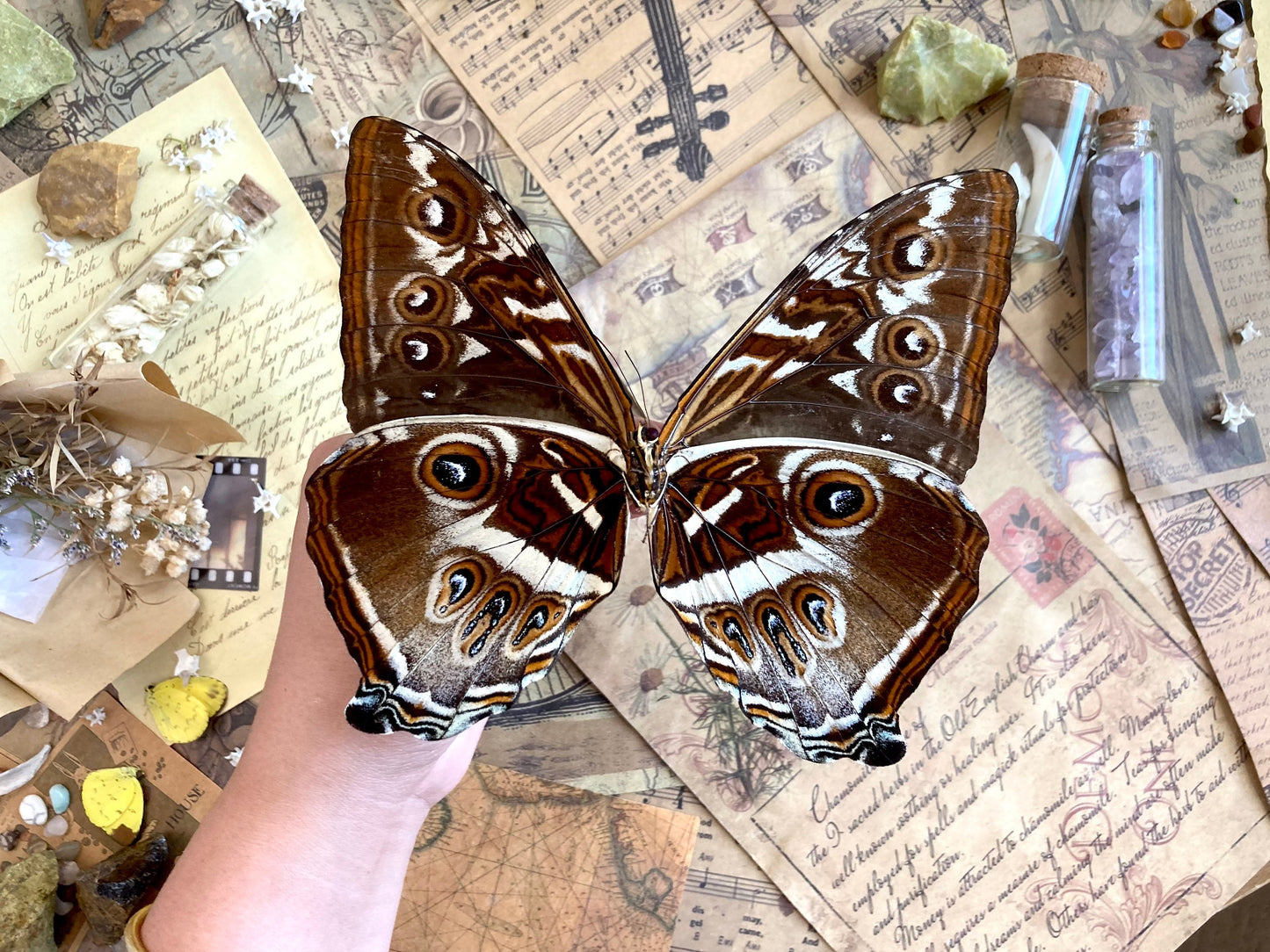 Morpho cisseis gahua (Brown), Morpho Butterfly, Large butterfly, Entomology, Lepidoptera, Laminated wings