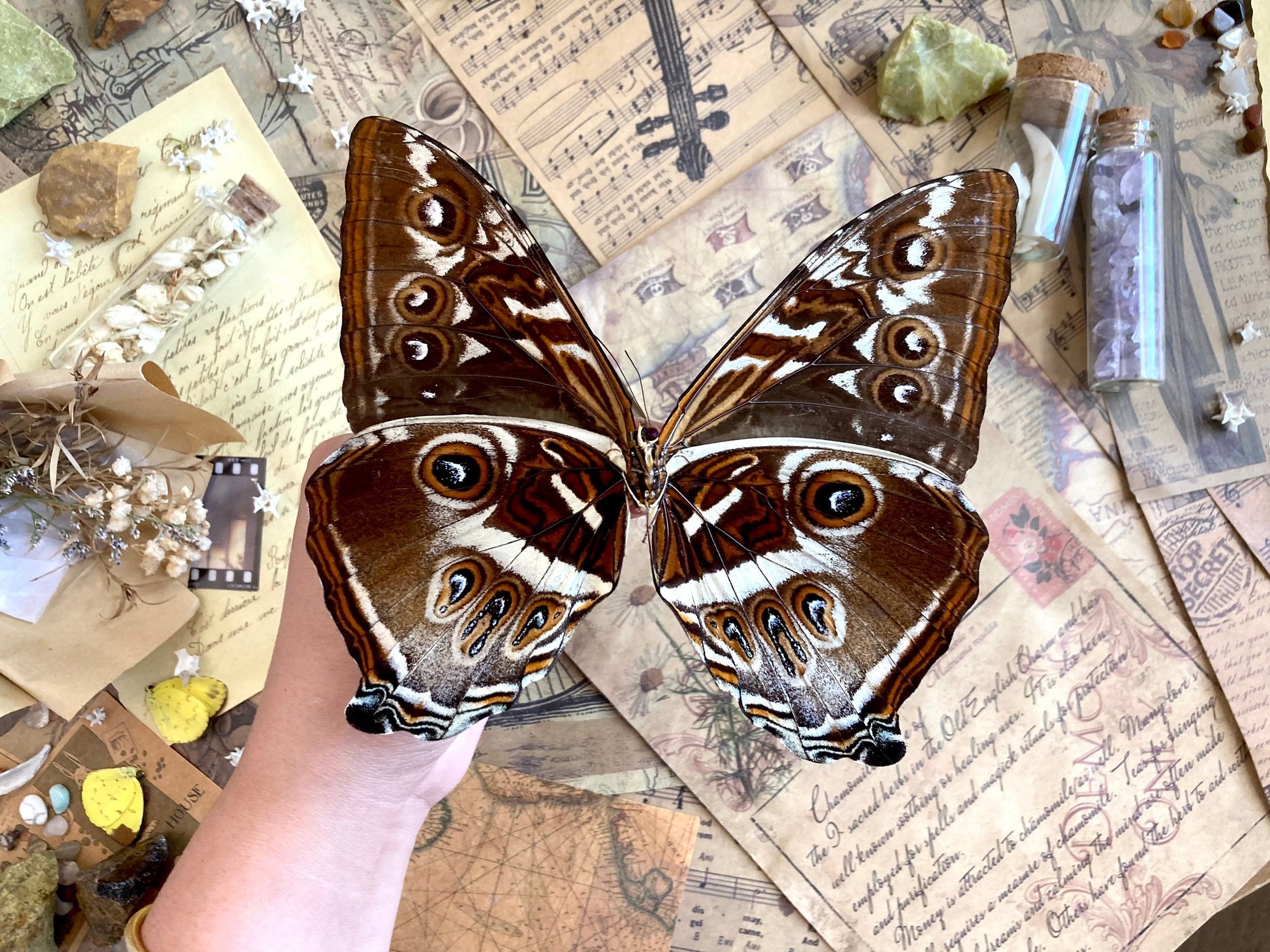 Morpho cisseis gahua (Brown), Morpho Butterfly, Large butterfly, Entomology, Lepidoptera, Laminated wings