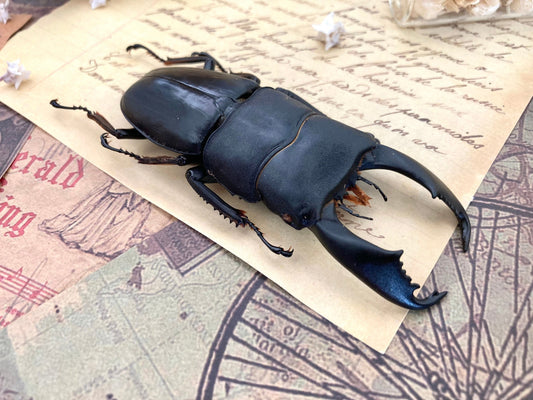 Dorcus titanus typhon, +70-75mm, Indonesia, Large beetle, Entomology, Giant Beetle