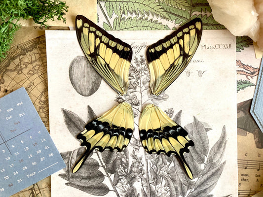 4 Wings (Pairs) Papilio thoas, King Swallowtail, Yellow Black Butterfly, Peru, Lepidoptera, Large butterfly, Entomology
