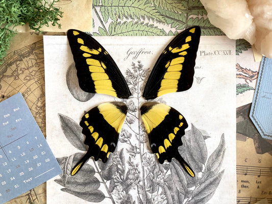 4 Wings (Pairs) Papilio thoas, King Swallowtail, Yellow Black Butterfly, Peru, Lepidoptera, Large butterfly, Entomology