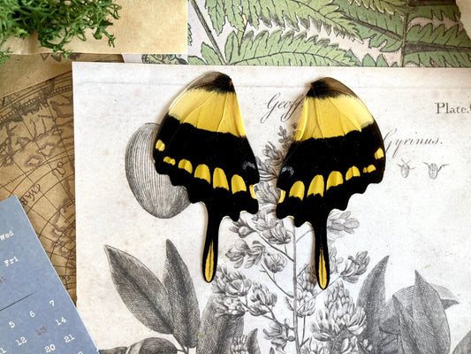 2 Wing (Pair) Papilio thoas, King Swallowtail, Yellow Black Butterfly, Peru, Lepidoptera, Large butterfly, Entomology