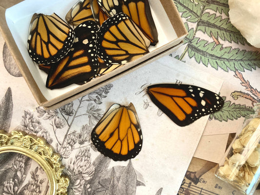 Lot of 12 and 20 Pack A1 Monarch Butterfly Wings, Pairs!