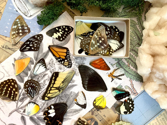 20 A+ to A- Grade Real Butterfly Wings - Curiosity Collection - Craft Supply -Jewelry Making - Resin Jewelry Making