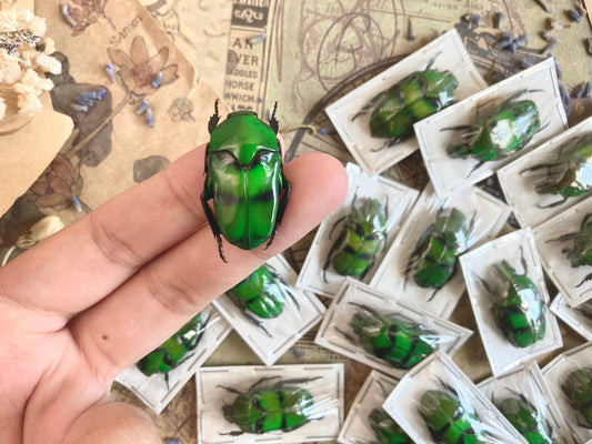 Green & Blue Flower Beetle Ischiopsopha bifasciata Real Insect