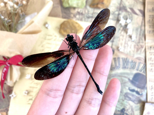 Euphaea variegata, Teal and Violet Glittering Damselfly, Real Dragonfly, spread and ready to mount