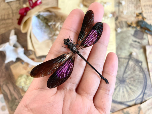 Euphaea variegata, Teal and Violet Glittering Damselfly, Real Dragonfly, spread and ready to mount