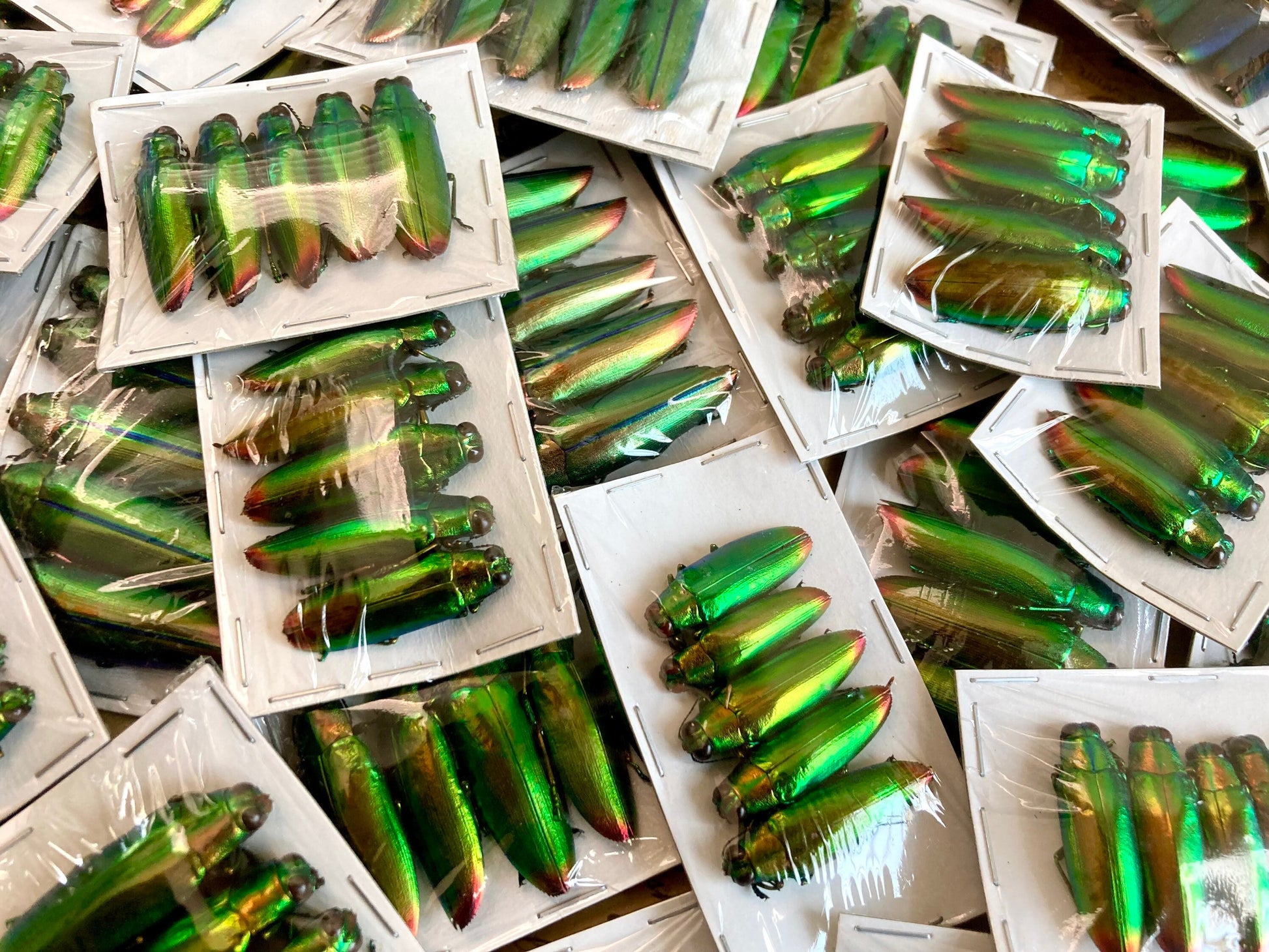 Real Green Jewel Beetles, 5 pack, Chrysochroa fulminans from Java