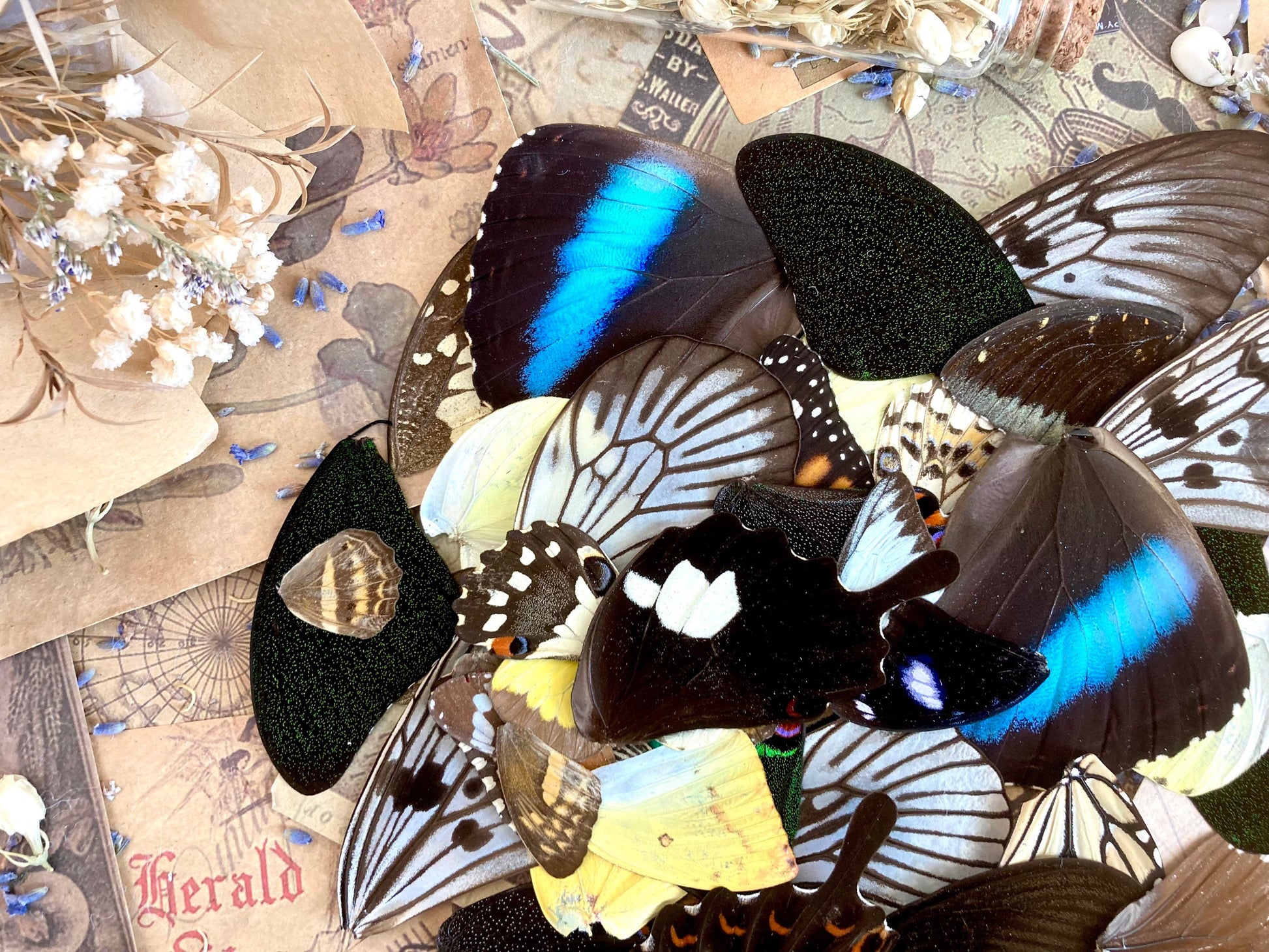 100 Butterfly Wings, A Grade Real Butterfly Wings, Wings for Crafts, Laminated Butterfly Wings, Real Insect Wings