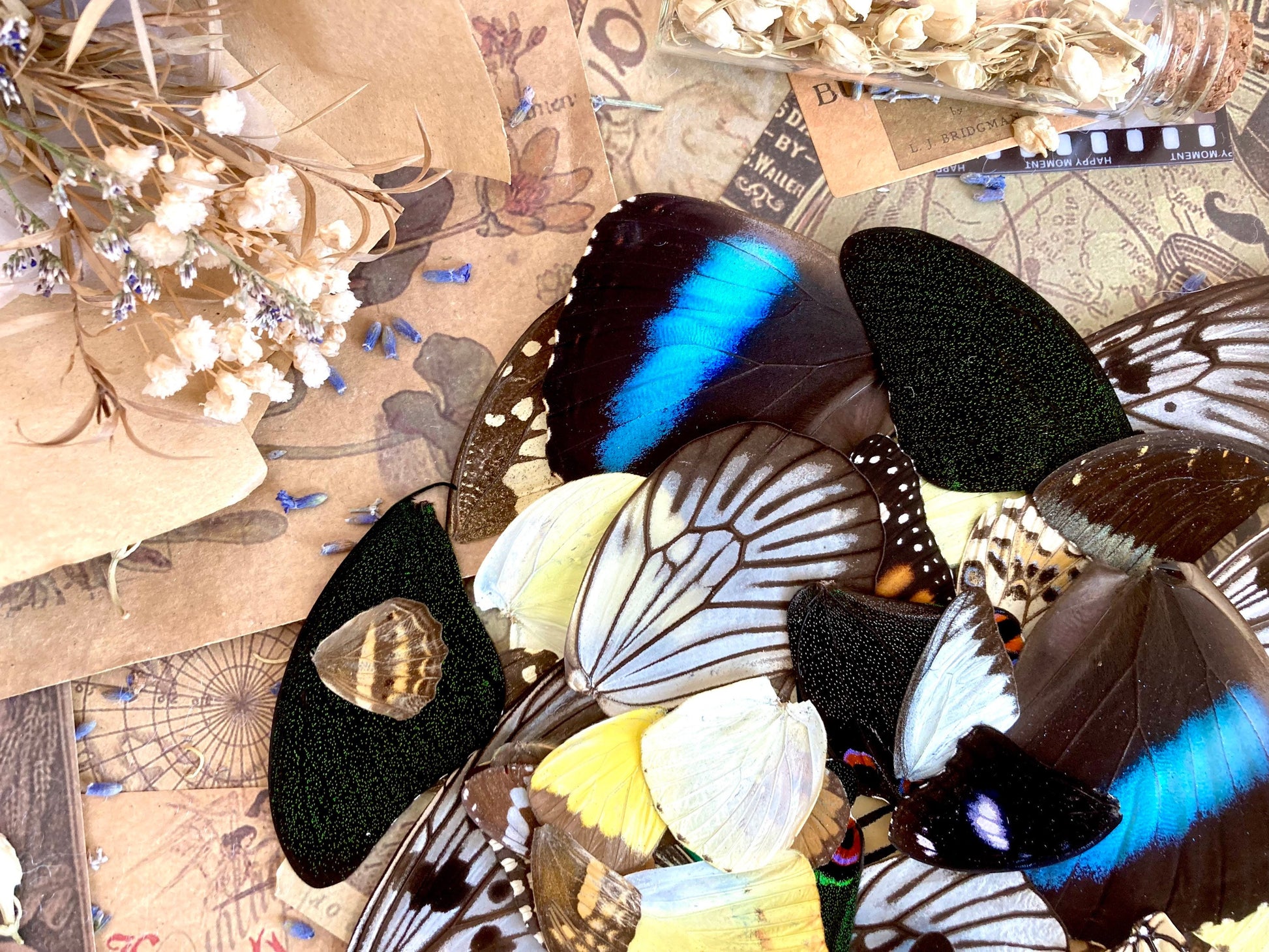 100 Butterfly Wings, A Grade Real Butterfly Wings, Wings for Crafts, Laminated Butterfly Wings, Real Insect Wings