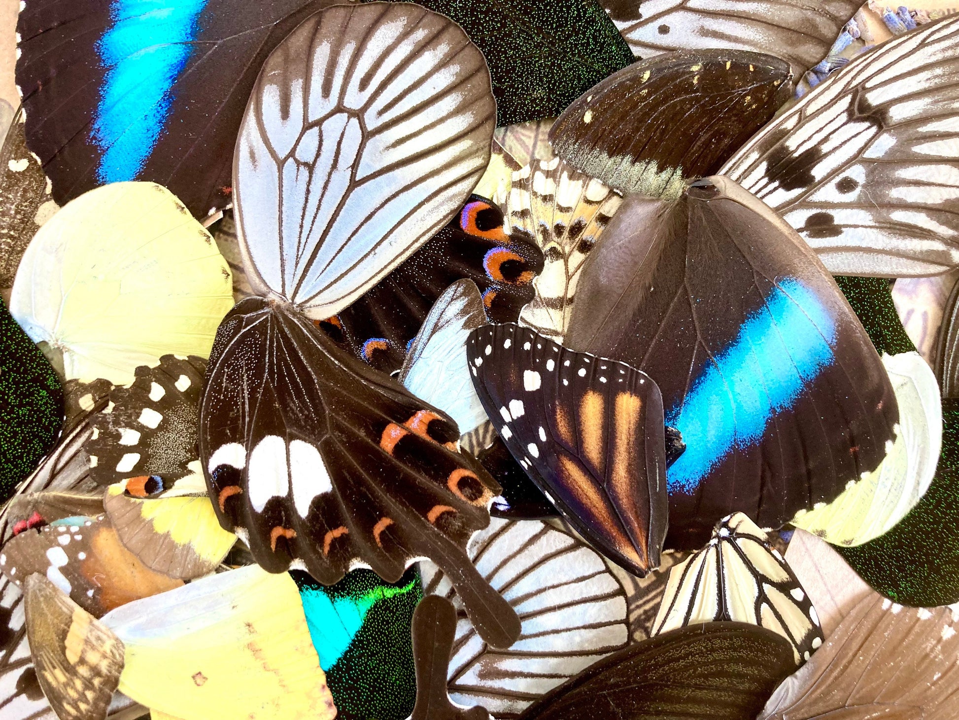 100 Butterfly Wings, A Grade Real Butterfly Wings, Wings for Crafts, Laminated Butterfly Wings, Real Insect Wings