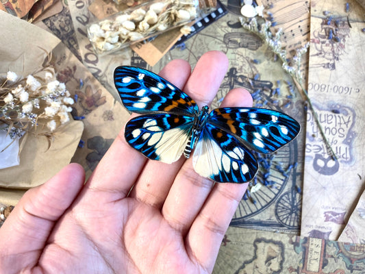 Erasmia pulchera Real Moths, Spread for your project or laminated or unmounted, Erasmia pulchera chinensis, Entomology, Lepidoptera