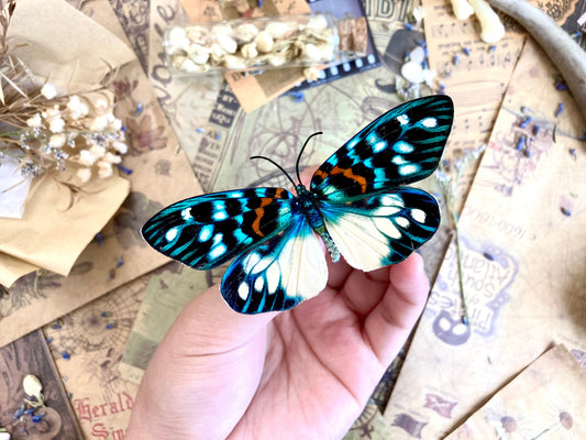Erasmia pulchera Real Moths, Spread for your project or laminated or unmounted, Erasmia pulchera chinensis, Entomology, Lepidoptera