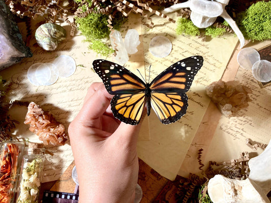 North American Monarch Danaus Plexippus Recto- ONE Real Butterfly - Entomology - Lepidoptera - Real Monarch Butterfly - Monarch Butterfly