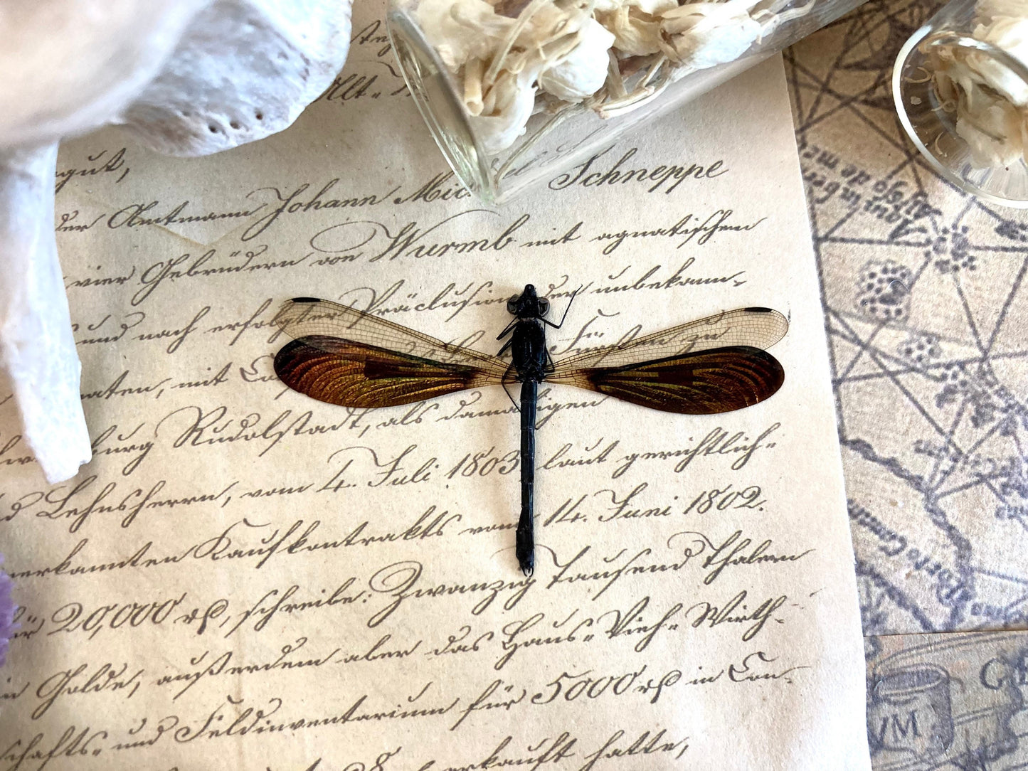 Real Dragonfly Rhinocypha anisoptera, MALE, Real Damselfly, Colorful Damselfly, Green and Gold Damselfly