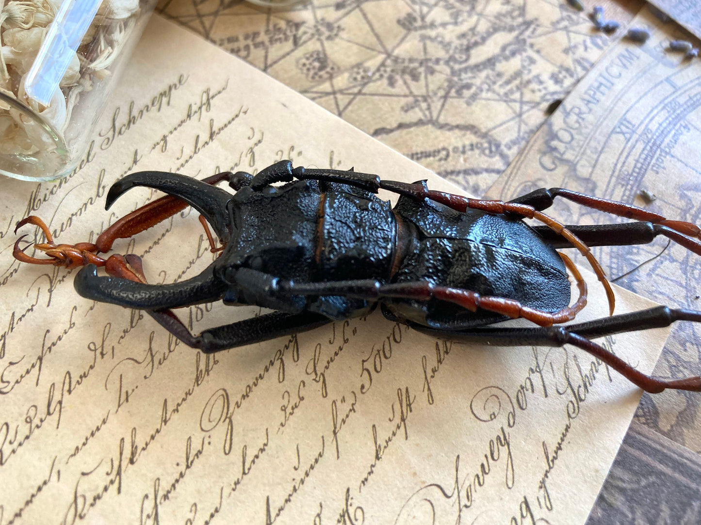 Prionocalus cacicus, Real longhorn beetle, 40+ mm, Real Beetle, Oddity, Entomology