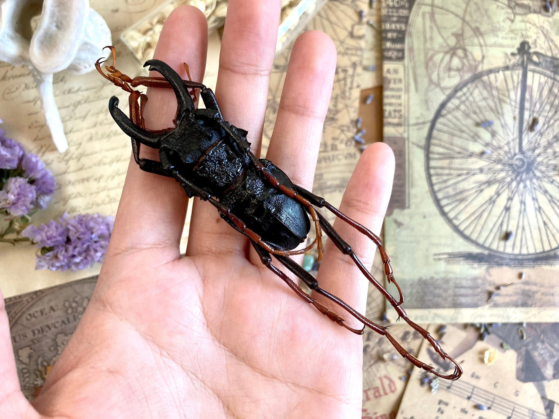 Prionocalus cacicus, Real longhorn beetle, 40+ mm, Real Beetle, Oddity, Entomology