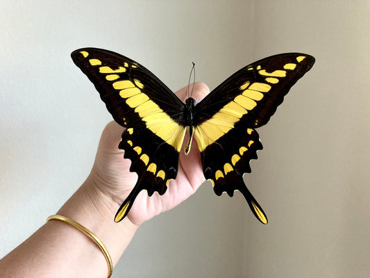 Papilio thoas, King Swallowtail, Yellow Black Butterfly, Peru, Lepidoptera, Large butterfly, Entomology
