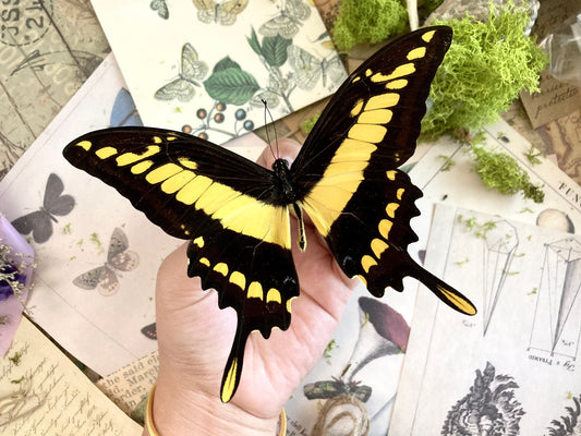 Papilio thoas, King Swallowtail, Yellow Black Butterfly, Peru, Lepidoptera, Large butterfly, Entomology