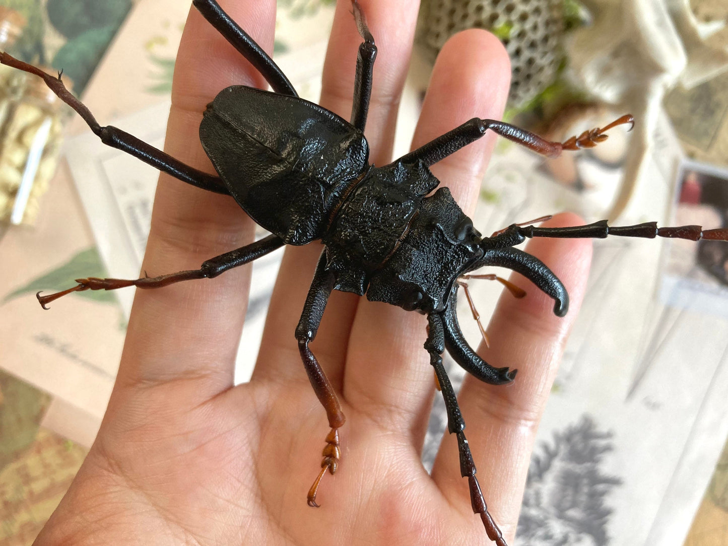 Prionocalus cacicus, Real longhorn beetle, 40+ mm, Real Beetle, Oddity, Entomology