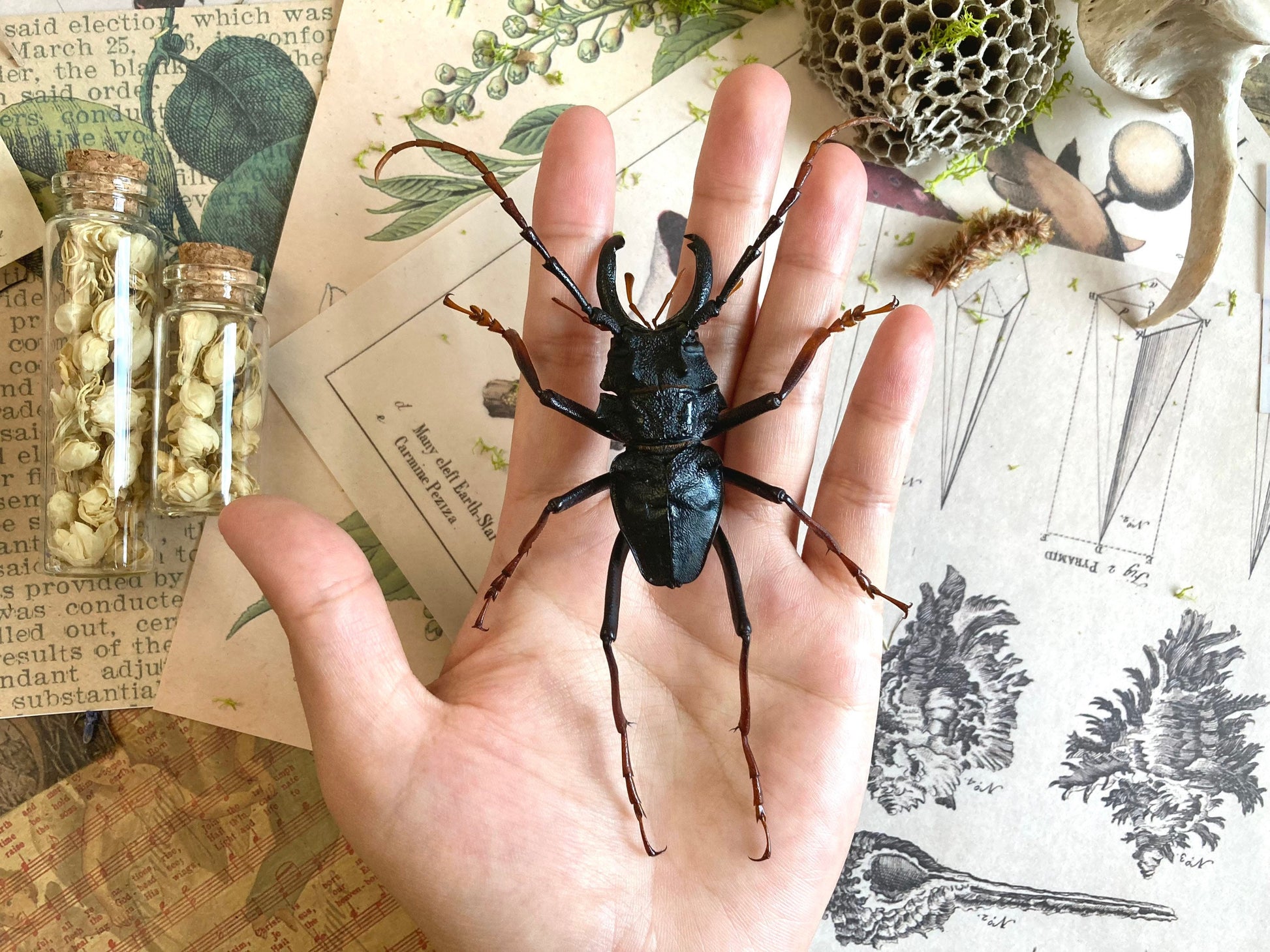 Prionocalus cacicus, Real longhorn beetle, 40+ mm, Real Beetle, Oddity, Entomology