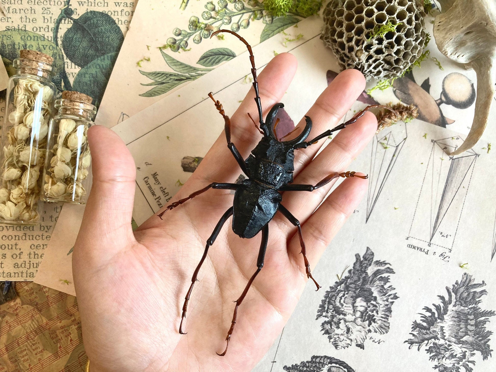 Prionocalus cacicus, Real longhorn beetle, 40+ mm, Real Beetle, Oddity, Entomology