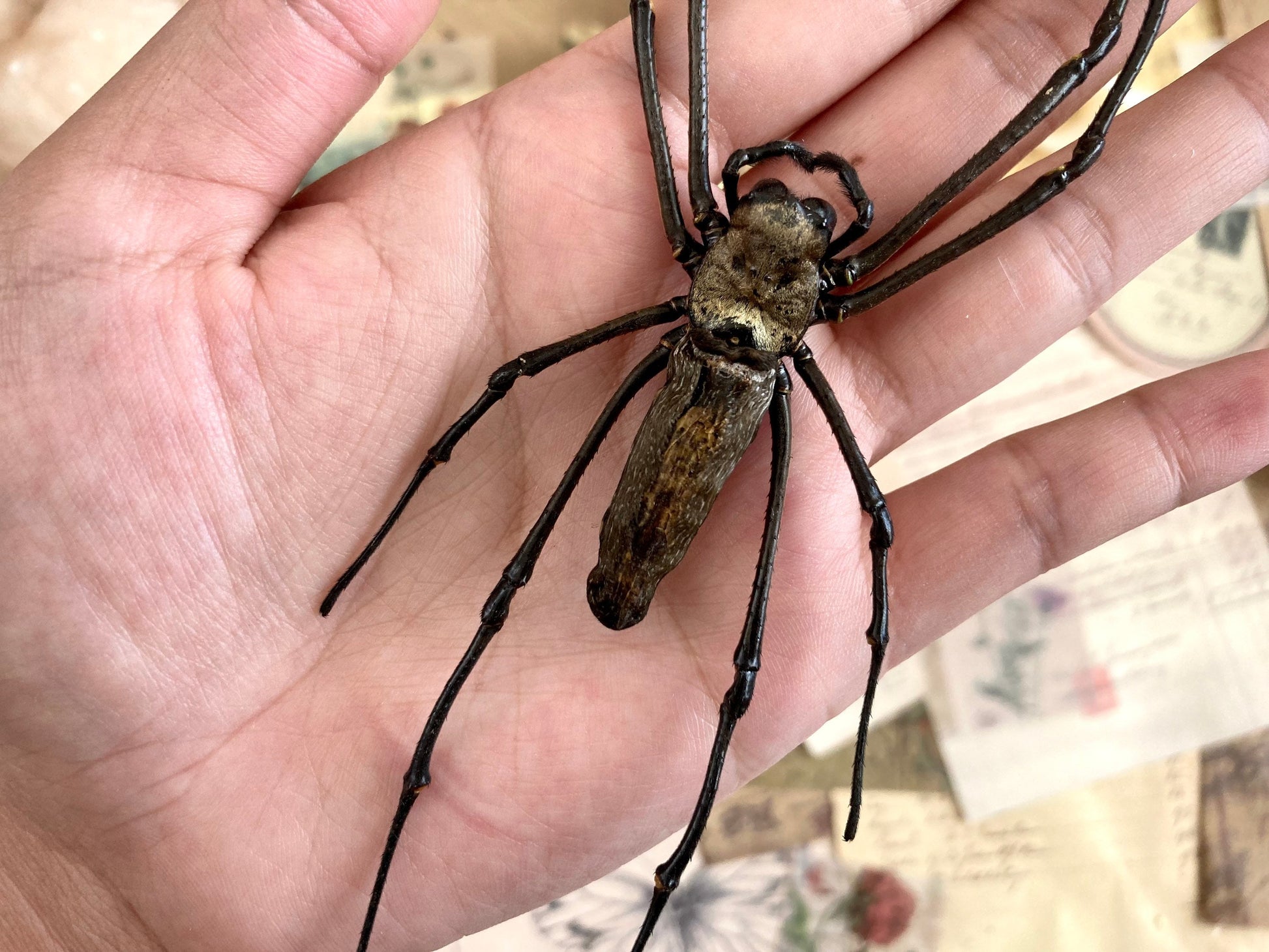 Nephila maculata, One large spider, Orb Weaver Spider , arachnid , for all your taxidermy art projects