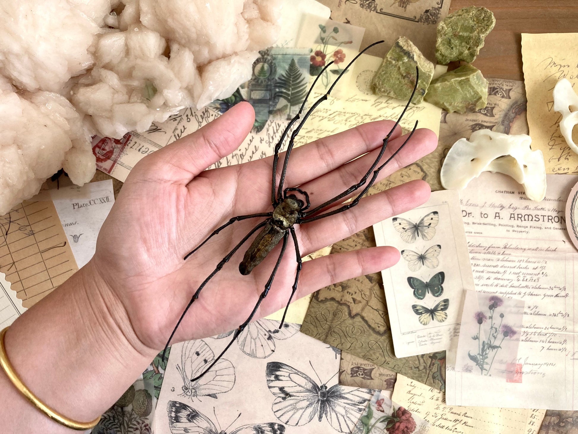 Nephila maculata, One large spider, Orb Weaver Spider , arachnid , for all your taxidermy art projects