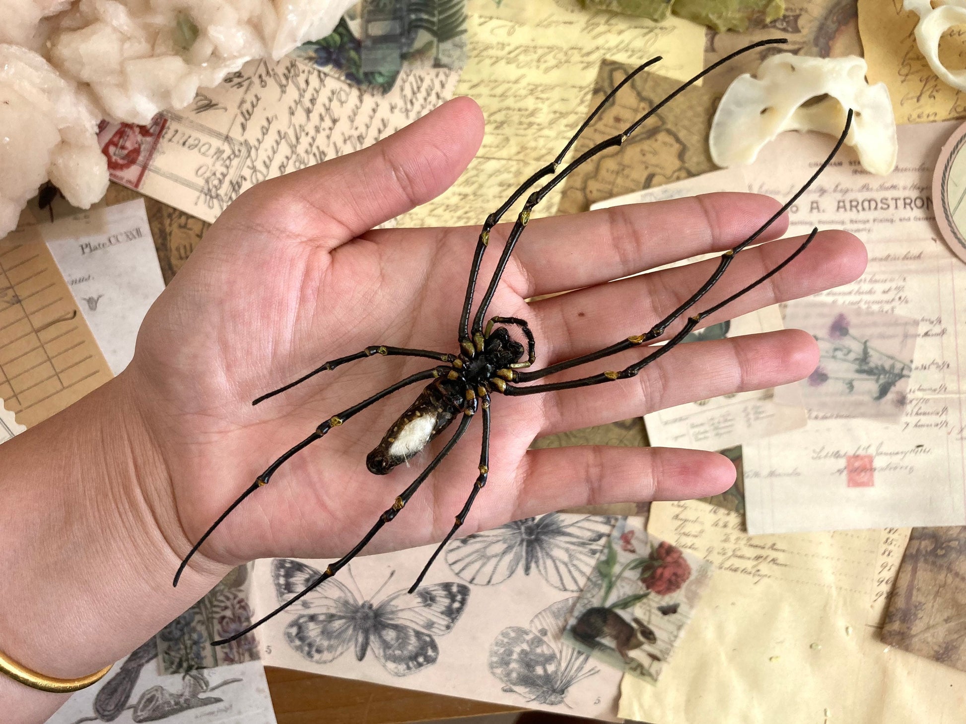 Nephila maculata, One large spider, Orb Weaver Spider , arachnid , for all your taxidermy art projects