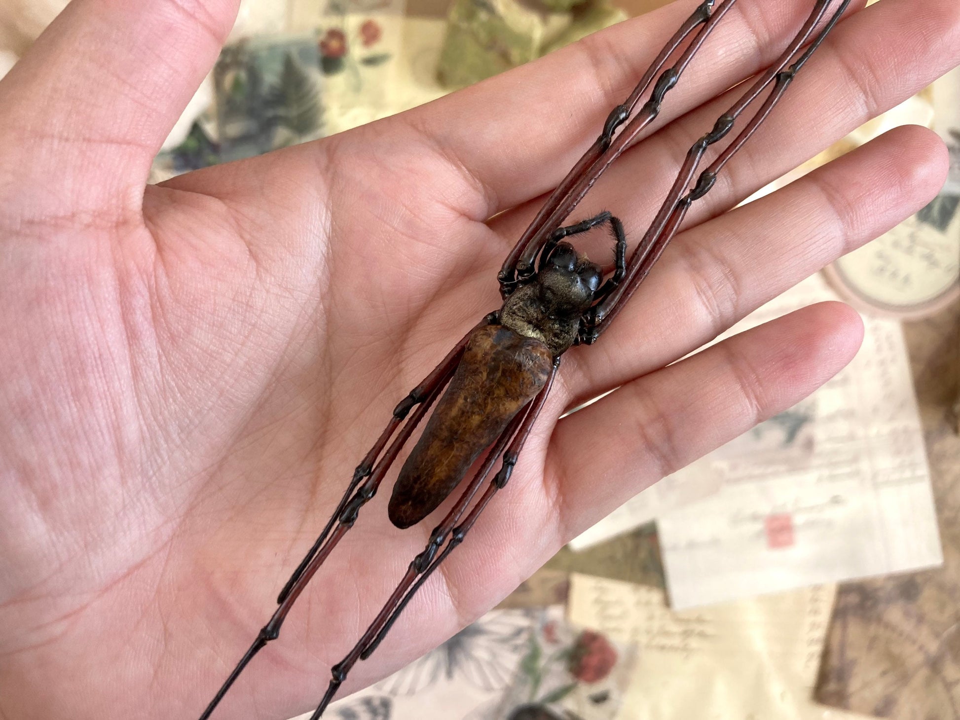 Nephila pilipes, One large spider Nephila maculata , arachnid , for all your taxidermy art projects