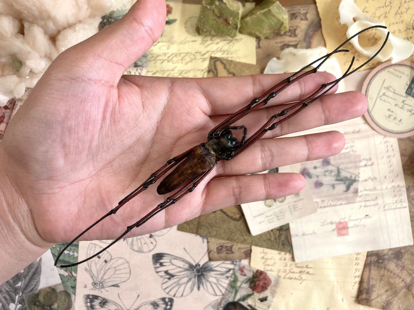 Nephila pilipes, One large spider Nephila maculata , arachnid , for all your taxidermy art projects