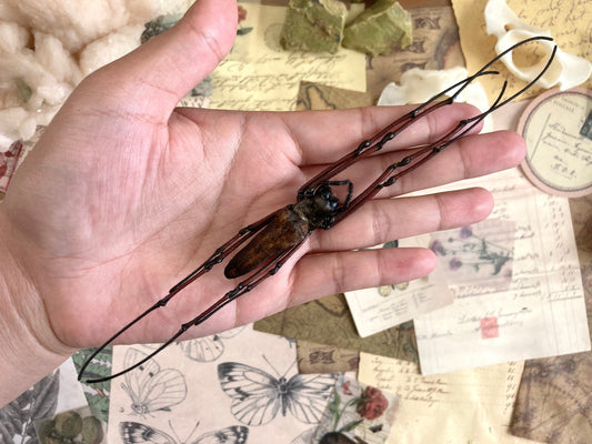 Nephila pilipes, One large spider Nephila maculata , arachnid , for all your taxidermy art projects